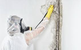 Best Attic Mold Removal in Arbuckle, CA